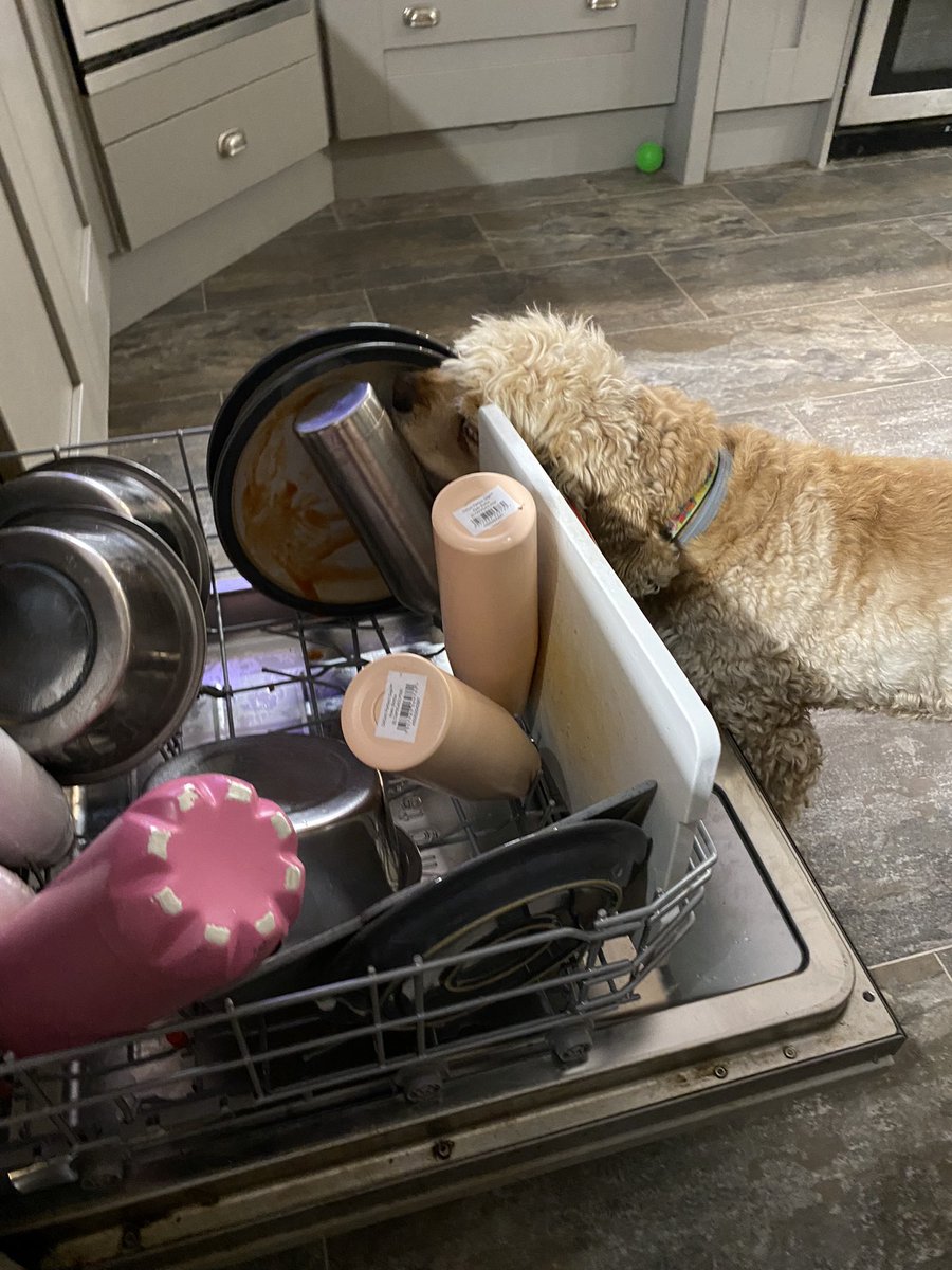 SpanielsSuper's tweet photo. Doing my chores #HelpfulIsky https://t.co/70Jv5Qn5d2