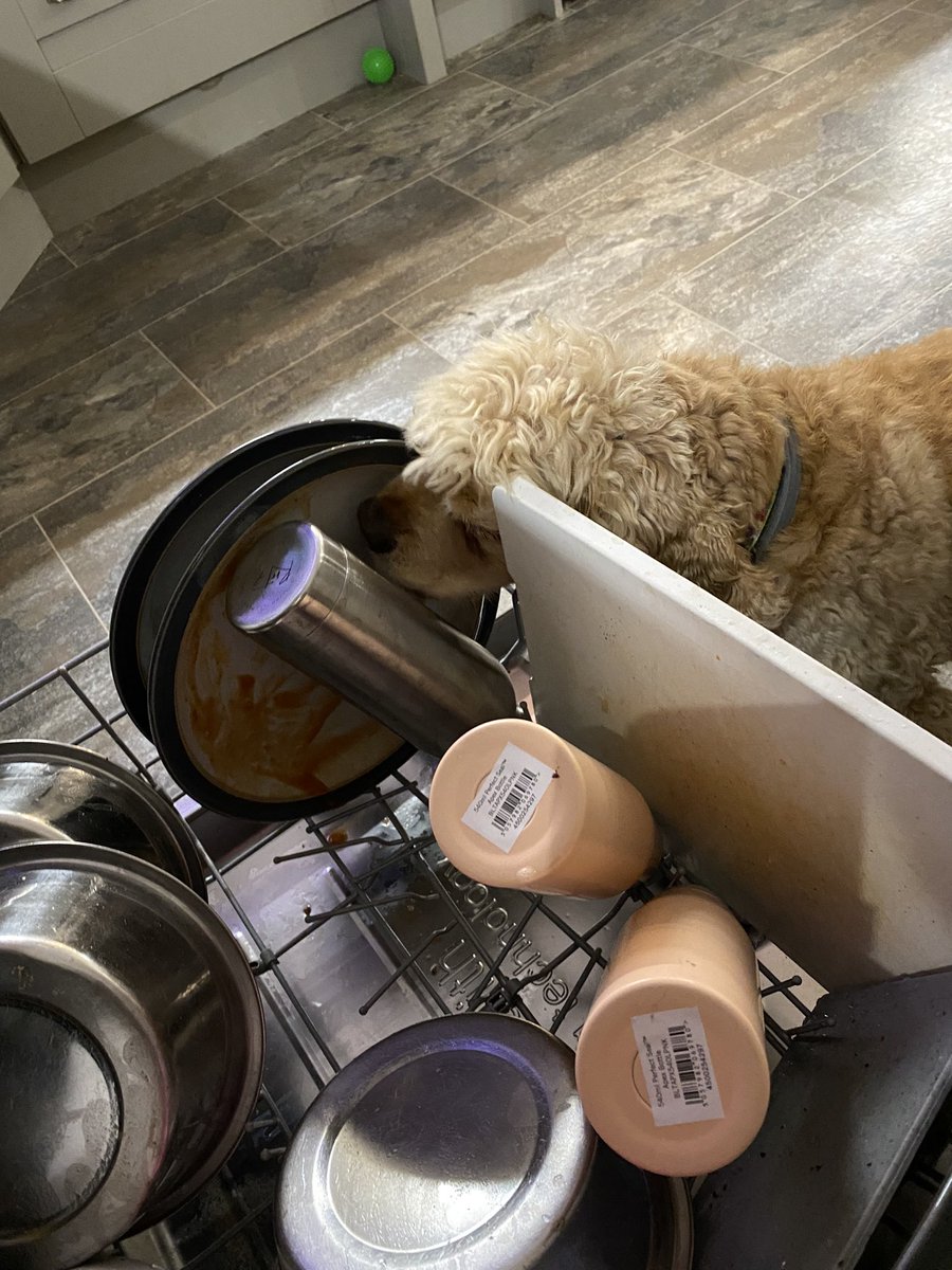 SpanielsSuper's tweet photo. Doing my chores #HelpfulIsky https://t.co/70Jv5Qn5d2