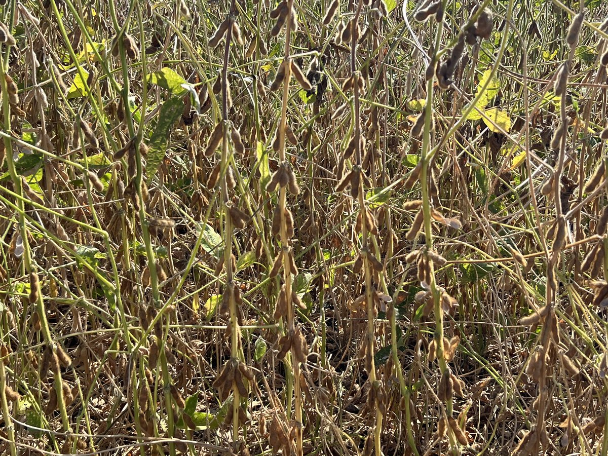 Brent Johnson tweet media