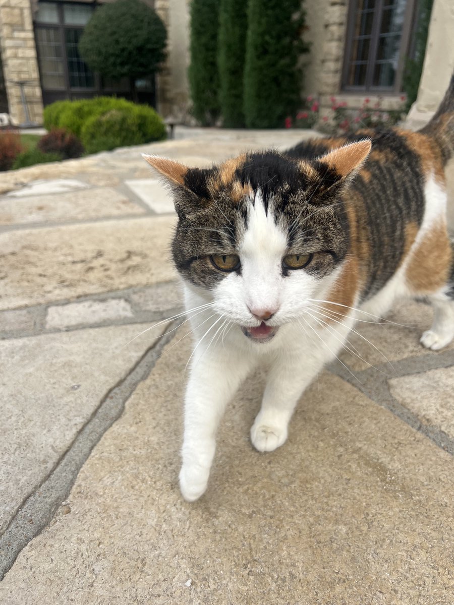 Telling my petstituents and Kansans to register to vote right meow!