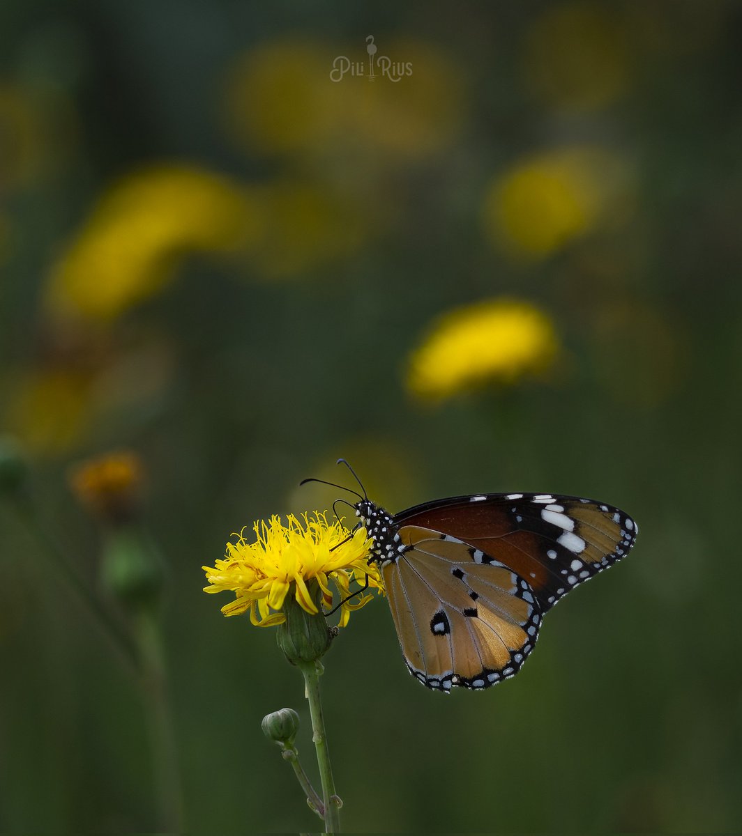 piliriuss's tweet image. De la col·lecció de la Papallona Tigre tinc un encàrrec molt especial.  Aquesta composició lluirà espectacular al menjador de la Cinta.. 🦋📸 #decoració #deltadelebre #biodiversitat