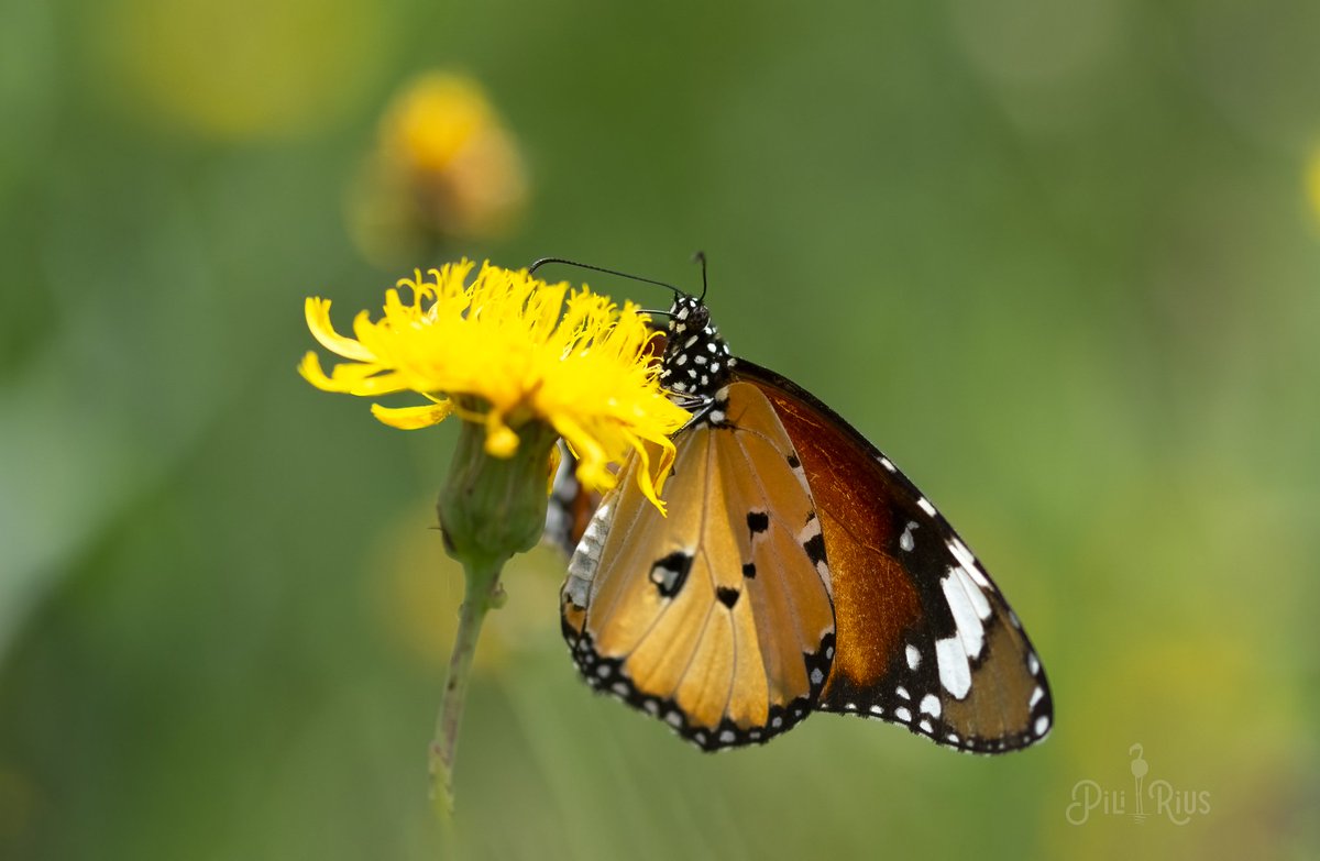piliriuss's tweet image. De la col·lecció de la Papallona Tigre tinc un encàrrec molt especial.  Aquesta composició lluirà espectacular al menjador de la Cinta.. 🦋📸 #decoració #deltadelebre #biodiversitat