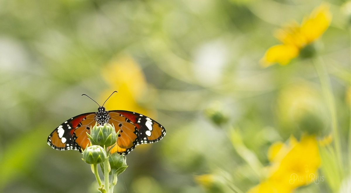 piliriuss's tweet image. De la col·lecció de la Papallona Tigre tinc un encàrrec molt especial.  Aquesta composició lluirà espectacular al menjador de la Cinta.. 🦋📸 #decoració #deltadelebre #biodiversitat