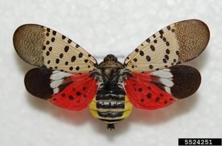 MIMetroparks's tweet photo. The spotted lanternfly has recently been detected in Wayne County. To combat the spread, the Huron-Clinton Metroparks were awarded a grant from the @MichiganDNR Michigan Invasive Species Grant Program to help survey and manage the SLF.

Read more at https://t.co/OXphbeqrG0 https://t.co/Et2QPrLnGY