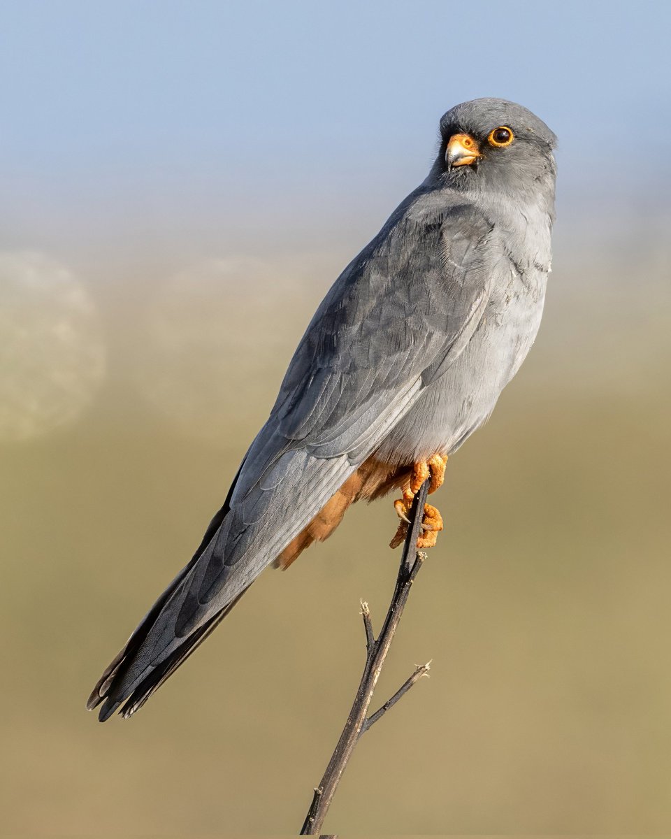 LutfiAltunsu's tweet photo. Red-footed Falcon / Ala Doğan, Manavgat, 2023

Another tired migrant

It was kind of our honeymoon thing. We were in Manavgat. One of the hot spots for birding in migration seasons. We found this handsome male alone in a meadow. He was so nice to us and gave many shots. https://t.co/J4OJ7O4S6X