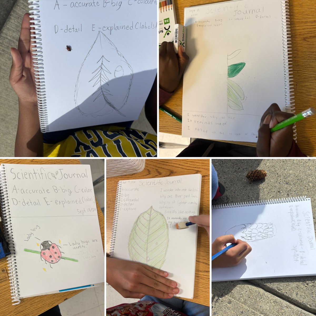 AReschtweets's tweet photo. Scientific Journalling. Observing, asking questions and making predictions about the world around us. What is thriving to bring all the ladybugs to our school yard? https://t.co/DwZVUW2hYA