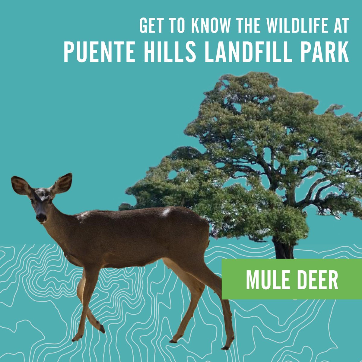 Did you know? The Mule Deer is a large terrestrial mammal native to western North America.

The Puente Hills Regional Park will be part of a wildlife corridor in the San Gabriel Valley, so animals like the mule deer can travel safely from place to place.

#PHLP #LACountyParks
