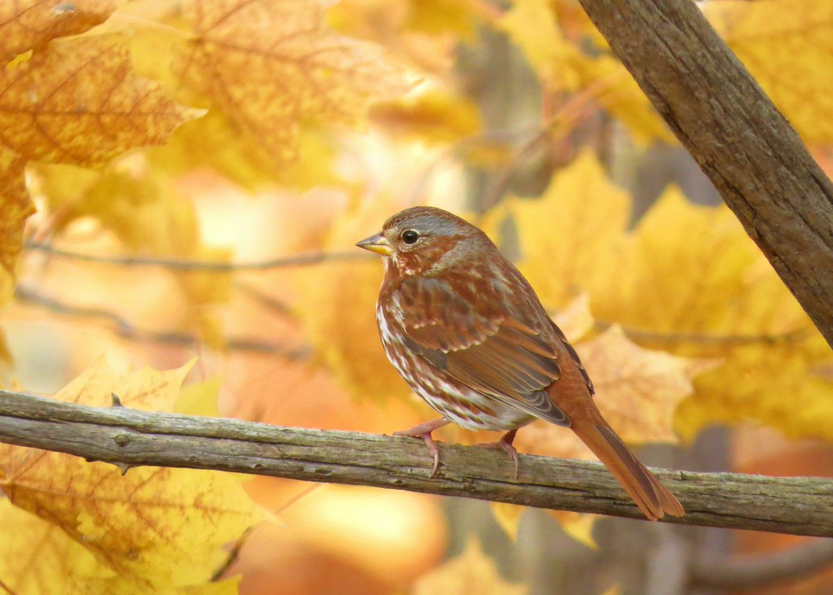 Join us for a fall field trip! Learn about birds and nature in Calgary parks. buff.ly/3yLfi6e