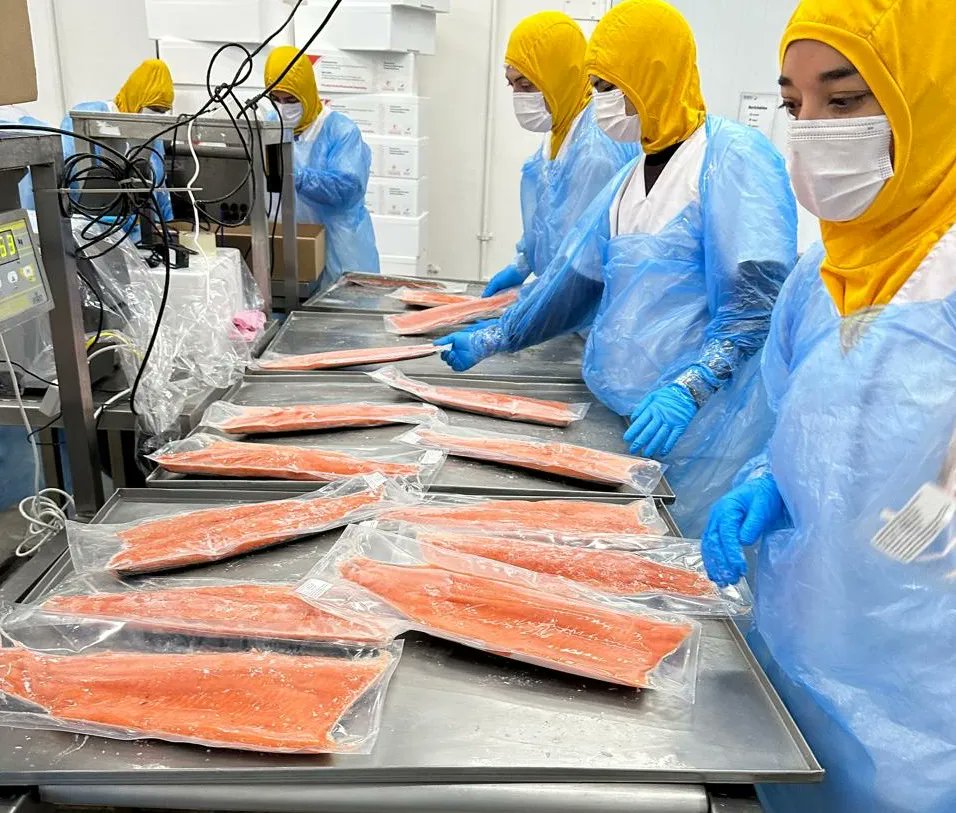 PregoneroL's tweet image. 🐟 La empresa Idris Patagonia está exportando 20 toneladas de filete de trucha por semana a Estados Unidos y Canadá desde Piedra del Aguila en Neuquén.  También hace congelados que son enviados a mercados asiáticos.  Emplean a 400 personas.

Cuando iniciaron operaciones en el…
