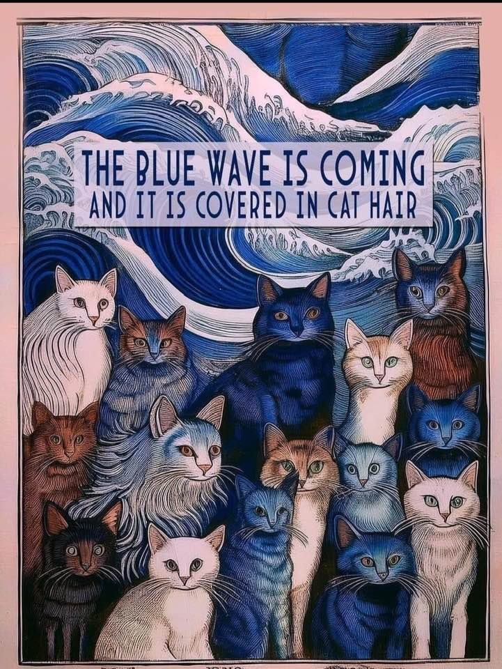 dailybeanspod's tweet image. 🐈🌊