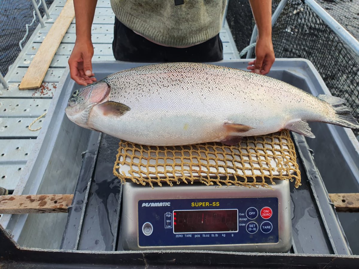 PregoneroL's tweet image. 🐟 La empresa Idris Patagonia está exportando 20 toneladas de filete de trucha por semana a Estados Unidos y Canadá desde Piedra del Aguila en Neuquén.  También hace congelados que son enviados a mercados asiáticos.  Emplean a 400 personas.

Cuando iniciaron operaciones en el…