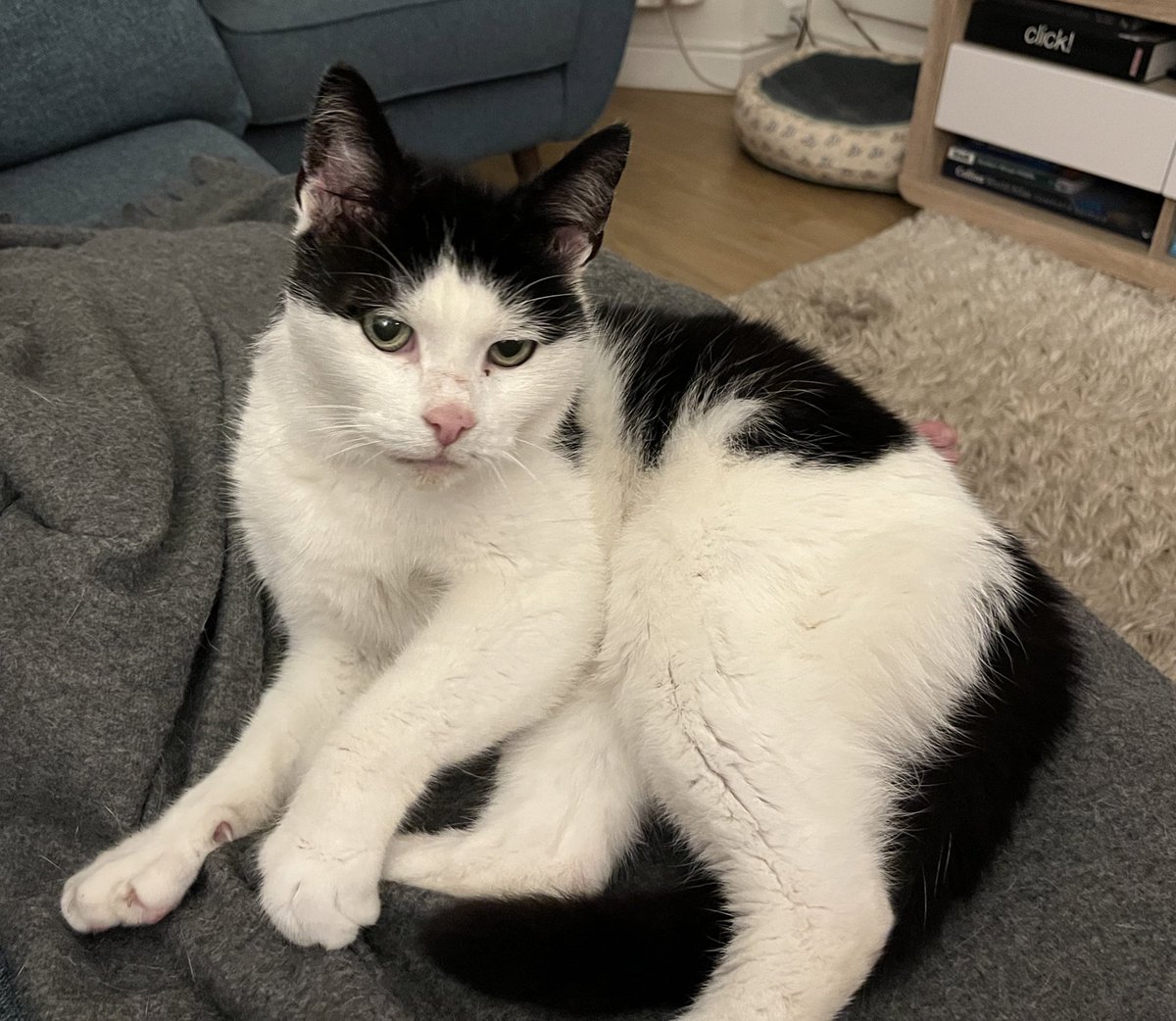 Samson T & Chester Le Cat(s) tweet media