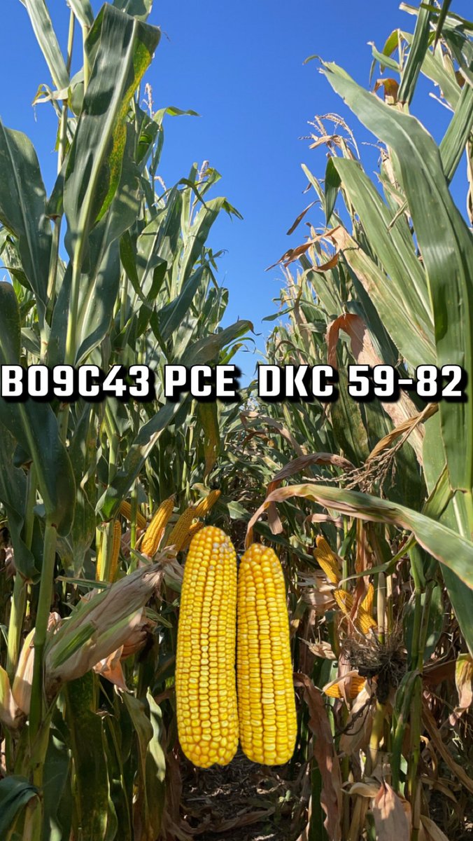 TStas22's tweet photo. A Brevant Xperience Trial near Humphrey, Ne.   Consistency is the message I keep hearing from Nebraska farmers about the Brevant lineup.  #daybyday #bigyields #brevantbxt @BrevantseedsUS https://t.co/FiqAYpEkGX