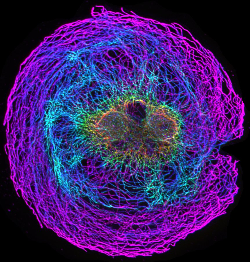 Couldn't wait until #fluorescencefriday to post this one! Here's what the microtubule network in an immature cardiac myocyte looks like! Color coded for depth