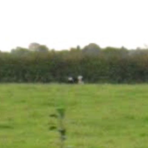 Animals of Street View (Ireland) tweet media