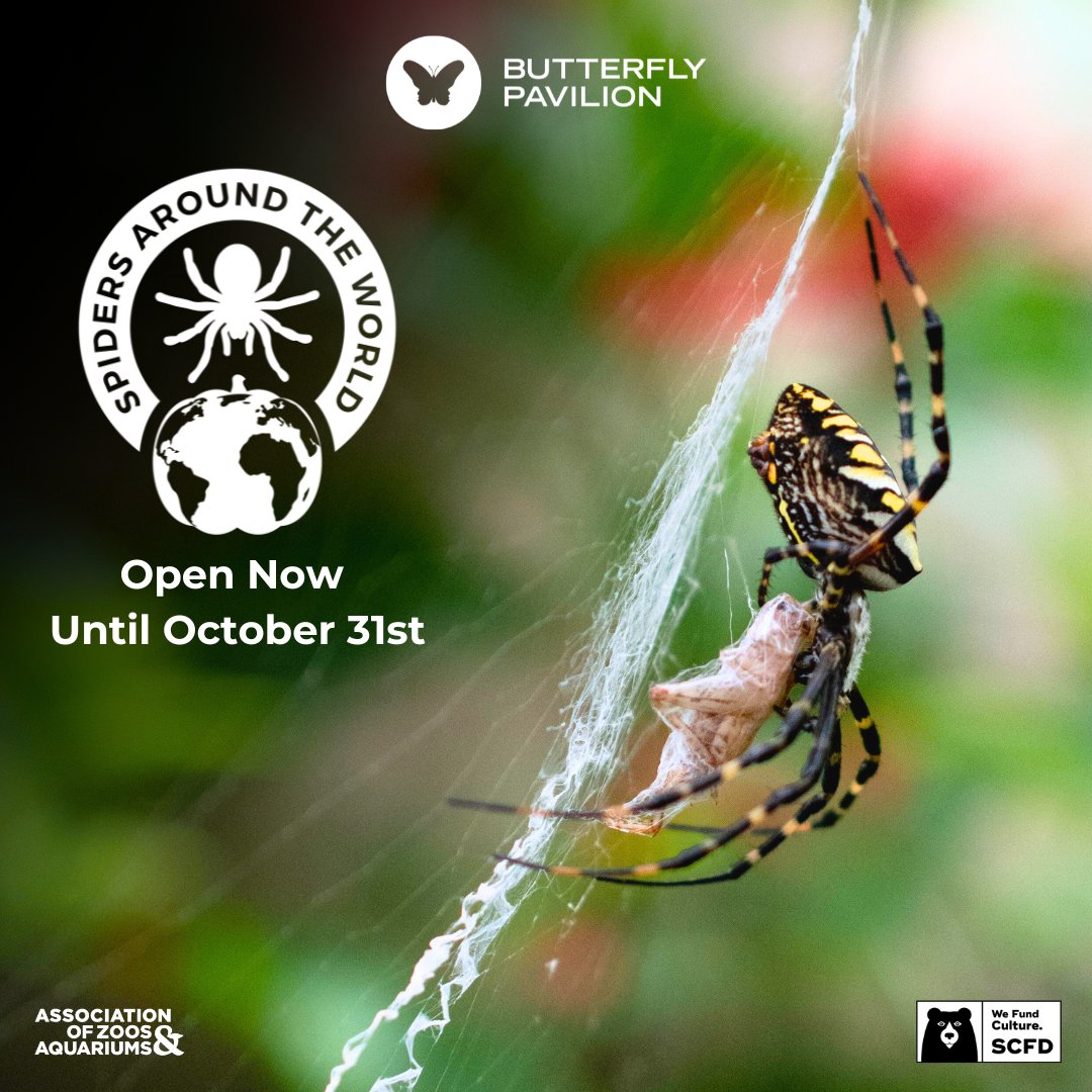 Our Spiders Around the World Exhibition is officially open! Now through October 31st, visit Butterfly Pavilion to experience an up-close look at some of our incredible spiders, including Orb Weavers, adorable baby tarantulas, and over 20 unique tarantula species!