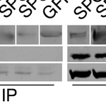Photo by Samuel A Myers (@SAMyers_lab)