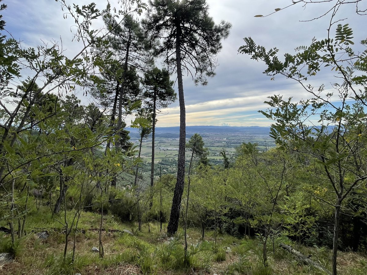 Camilla Moonen (@camillamoonen) on Twitter photo A wonderful autumn day for <a href="/GoAgroecology/">GoA - Group of Agroecology</a> members to start the very last round of pantrap sampling in olive groves and semi-natural habitats on the Pisa Mountain for <a href="/H2020_FRAMEwork/">The Framework Project</a>. It was surprising how few flowers we found.
Tomorrow we will see if bees are affected by this ๐ A wonderful autumn day for <a href="/GoAgroecology/">GoA - Group of Agroecology</a> members to start the very last round of pantrap sampling in olive groves and semi-natural habitats on the Pisa Mountain for <a href="/H2020_FRAMEwork/">The Framework Project</a>. It was surprising how few flowers we found.
Tomorrow we will see if bees are affected by this ๐
