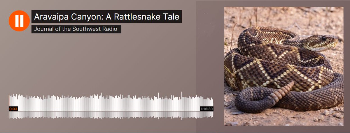 swc_uaz's tweet image. This month on JSW Radio, we dive into a thrilling (and cautionary!) tale from the heart of the Sonoran Desert. Tune in to hear the moving story of a trekker’s encounter with a rattlesnake and the powerful lessons learned from the wilds of the desert. 

bit.ly/Aravaipa