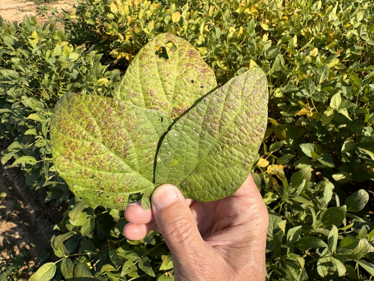 Cercospora Leaf Blight <a href="/CropNetwork/">Crop Protection Network</a> beginning to develop in maturing soybean fields. Symptoms 1st appear on leaves in upper canopy. Affected leaves b/c a dark purple &amp; feel leathery. Lesions are also visible on petioles/pods. Favored by warm wet conditions  #Fungi  #Soybean