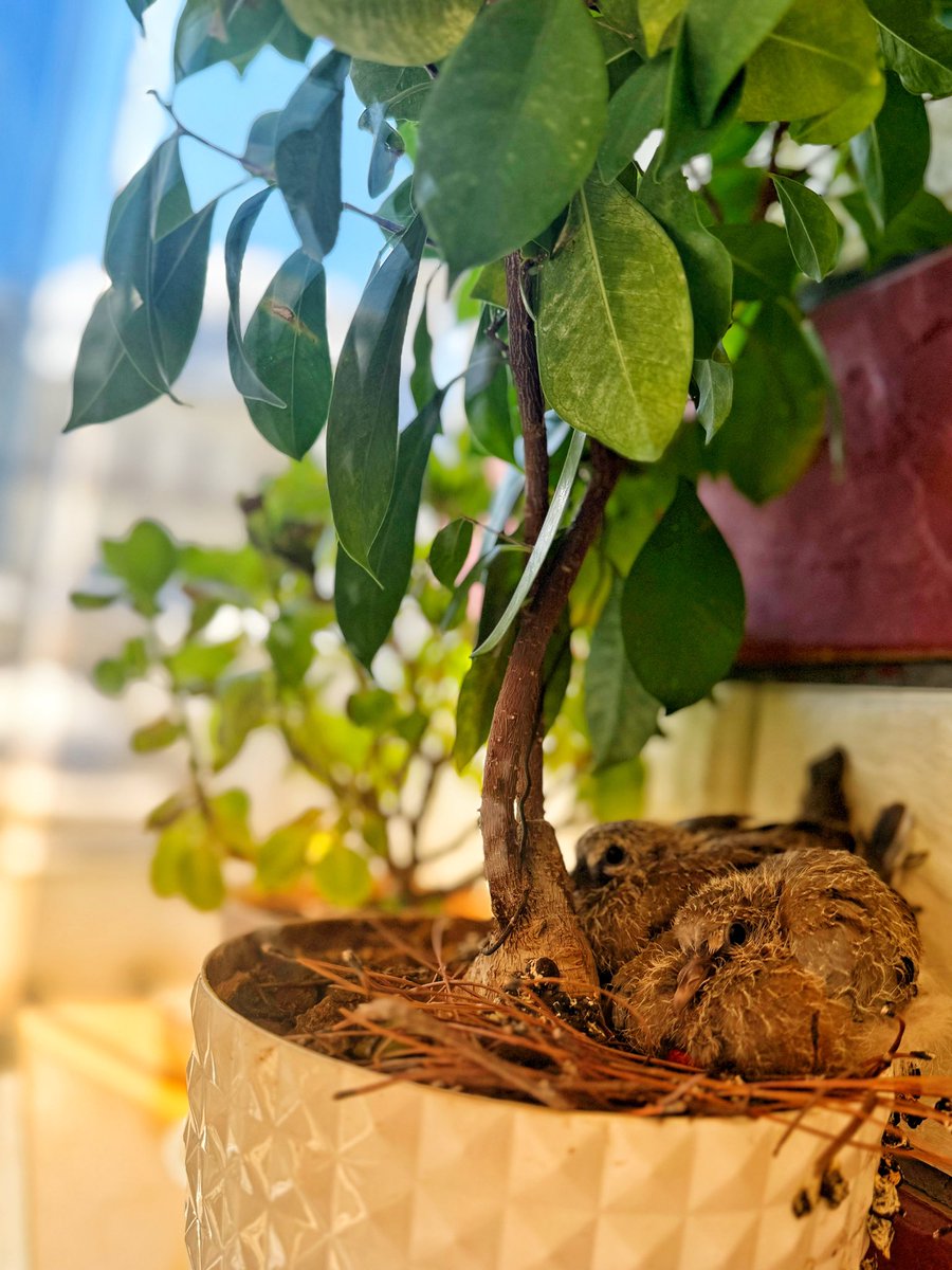 #Eylül ,, kuşlara saksılarımızın yuva olduğu güzel ay…