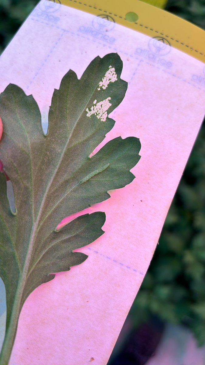 Alliance Sierteelt tweet media