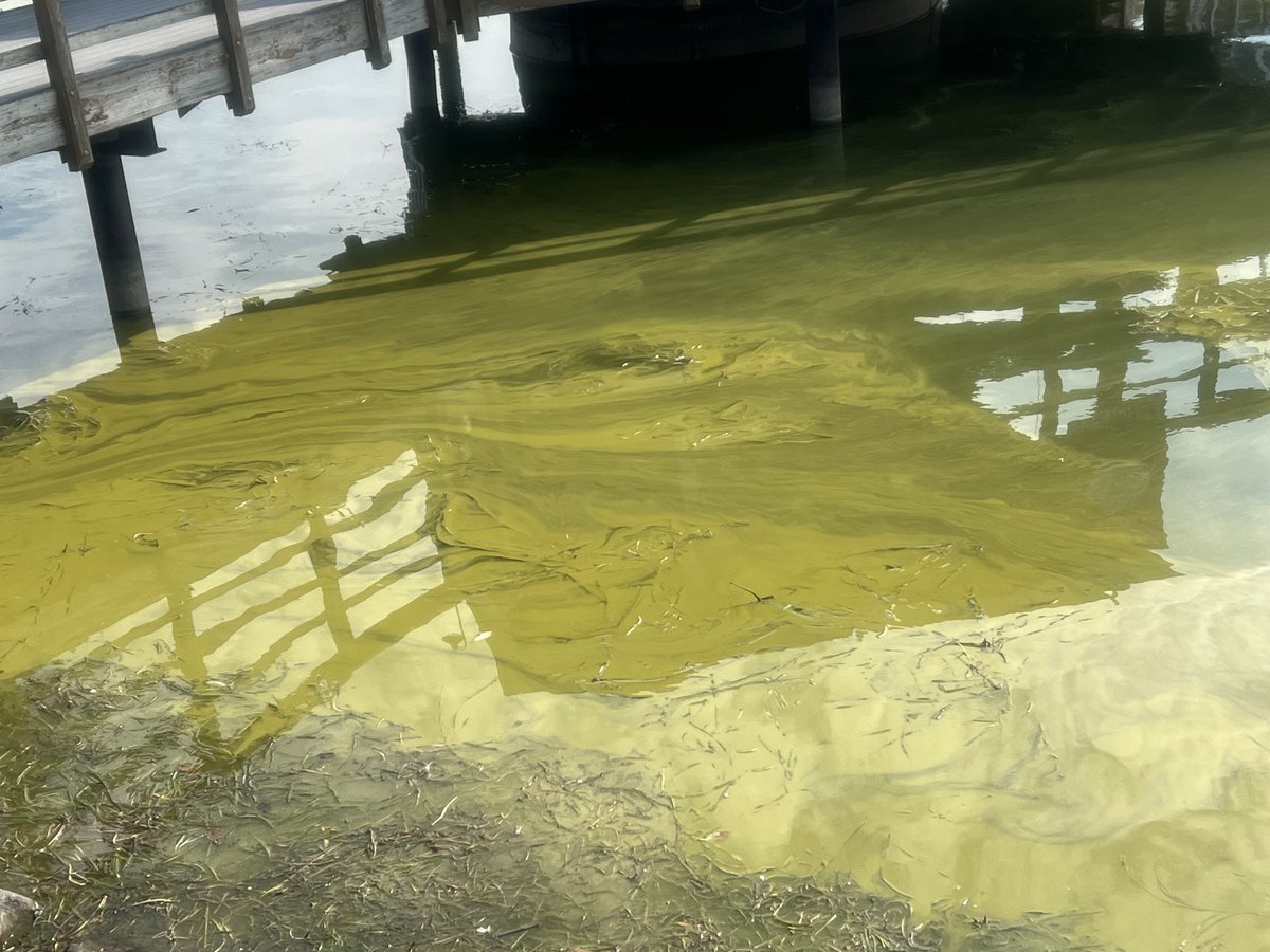 natcalztv's tweet photo. Harmful algal blooms have been spotted in Canandaigua Lake for the 9th day in a row. A new record.
Check out these photos a viewer sent in: https://t.co/d5iXpxJZf2