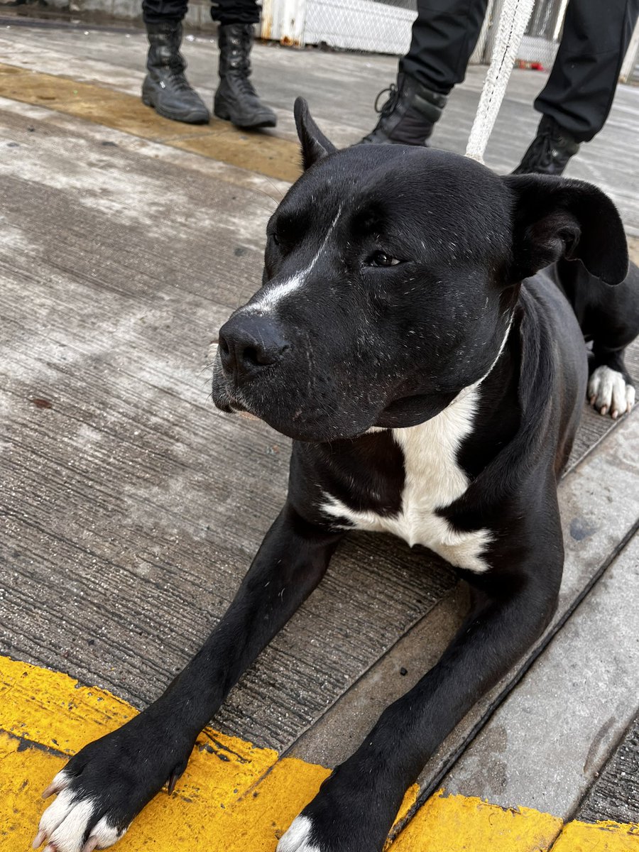pawilucha's tweet photo. Hay un perrito perdido en la estación de Av Cordoba y Av Madero, Puerto Madero.
Alguien sabe de quien puede ser? Esta super triste 😥 https://t.co/EQa2uIzMIZ