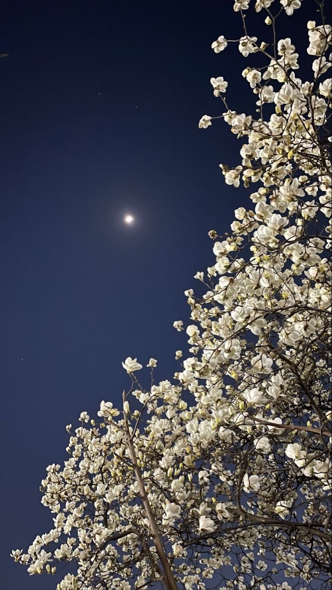 ᅠ ᅠ (@greendreaams) on Twitter photo 