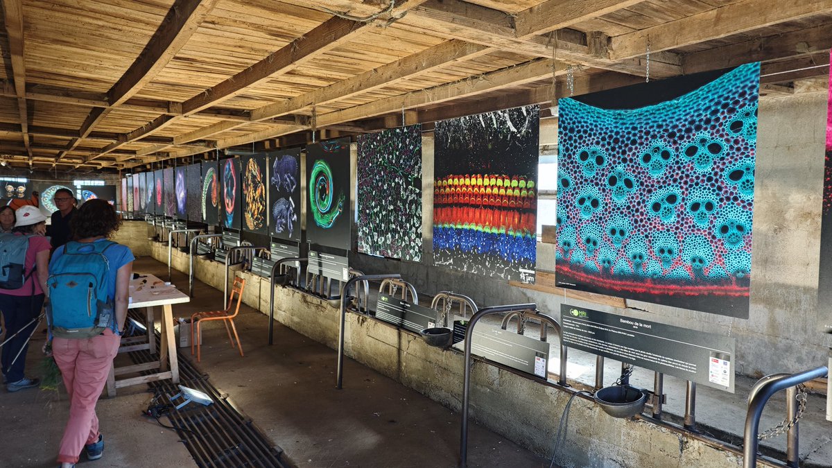 Very happy and excited to show 20 pictures taken on the <a href="/MRI_Montpellier/">MRI</a> facility at the Phot'Aubrac photo festival in Nasbinal. The festival is free and runs until Sunday. Come and visit! <a href="/BiocampusMontp/">BioCampus</a> <a href="/CRBM_Montpel/">CRBM</a> <a href="/INM_Montpellier/">INM_Montpellier</a> @IGMM_Montpel <a href="/IGH_MTP/">InstituteHumGenetics</a>