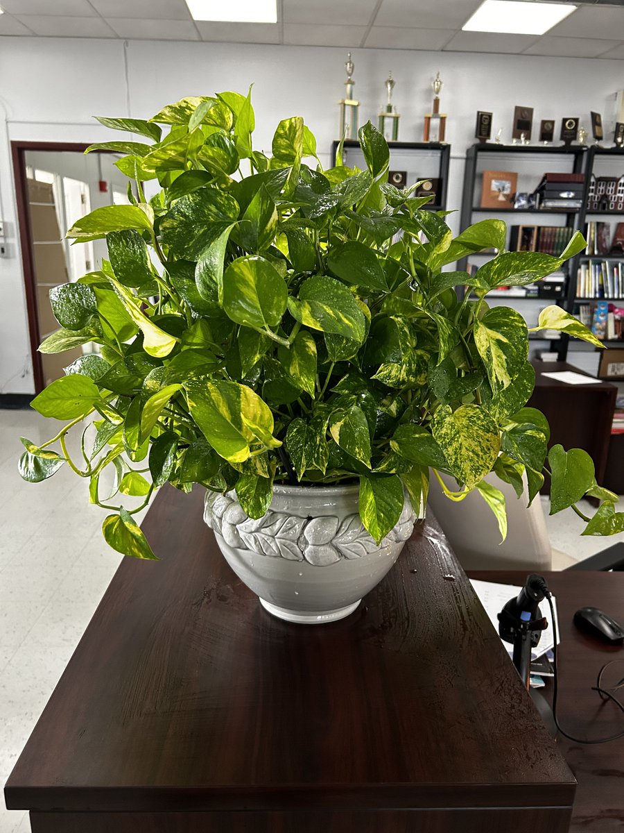 kristawelz's tweet photo. @RyanTahmaseb look how large the plant you bought me got! https://t.co/NL82OK0U34