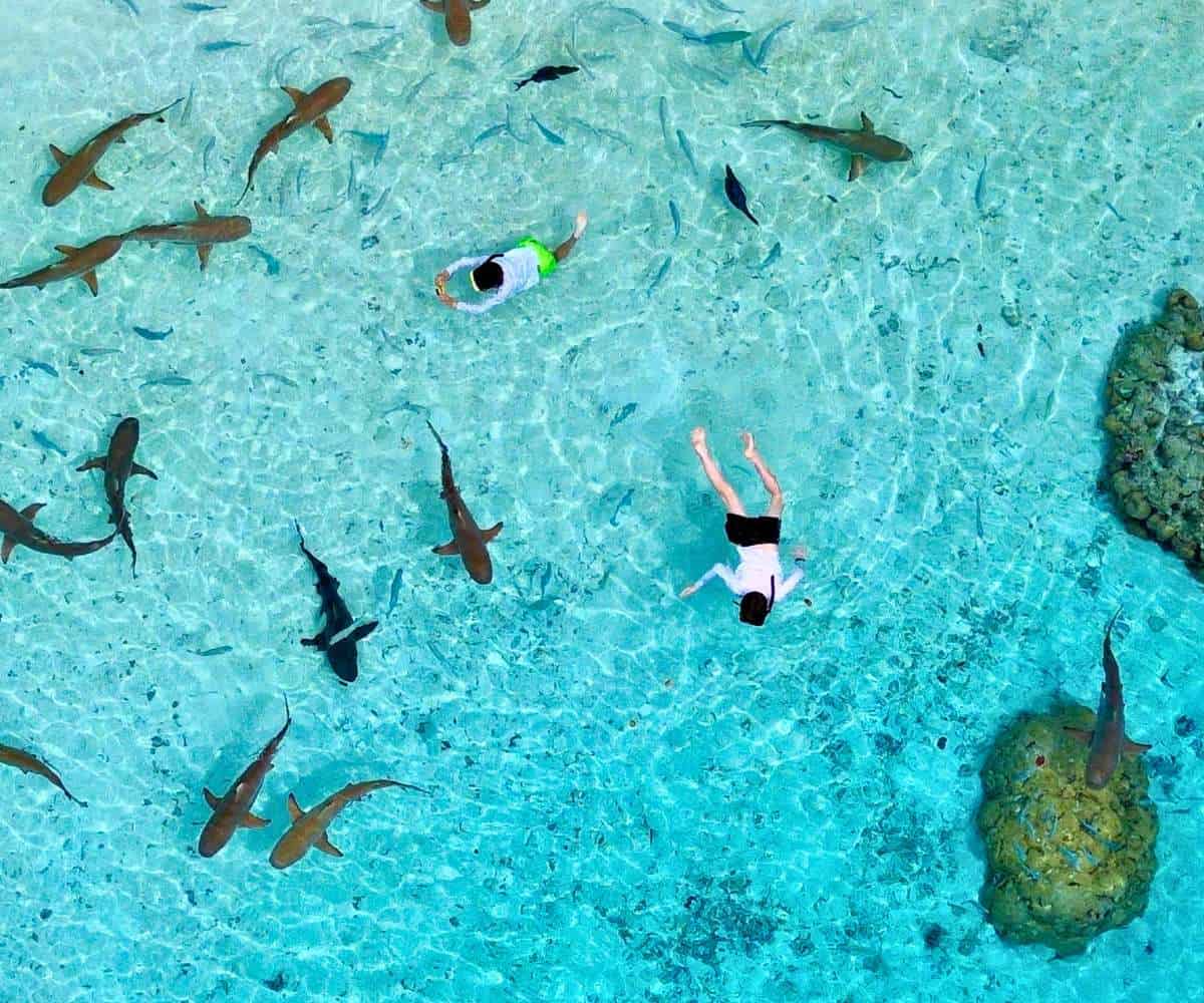 TSFraudSTOP's tweet photo. Luxury diving adventure in Raja Ampat https://t.co/5yidWnJh6h https://t.co/1pLy5ij7K8