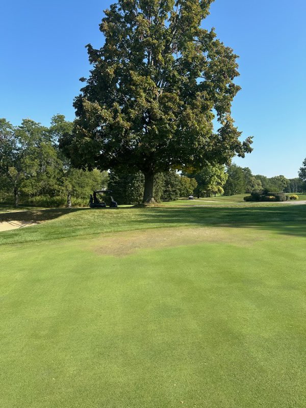 eslergolf's tweet image. TURF PSA: Don’t Tree and Green!  

Fine turf and Trees don’t mix, even on the so called safe North side of a Green, tree roots will out compete.  
.
.
.
#usgagreensection @USGA #MAGCS @SettleDerek @CDGAGolf @USGAGrnSection @MidwestAGCS
