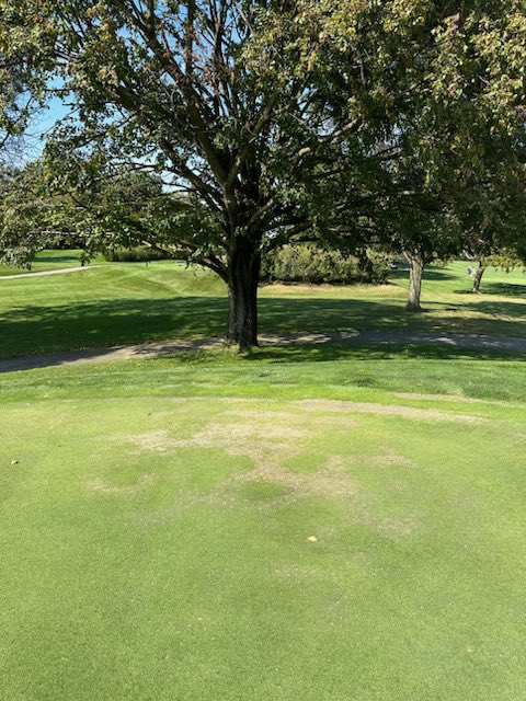 eslergolf's tweet image. TURF PSA: Don’t Tree and Green!  

Fine turf and Trees don’t mix, even on the so called safe North side of a Green, tree roots will out compete.  
.
.
.
#usgagreensection @USGA #MAGCS @SettleDerek @CDGAGolf @USGAGrnSection @MidwestAGCS