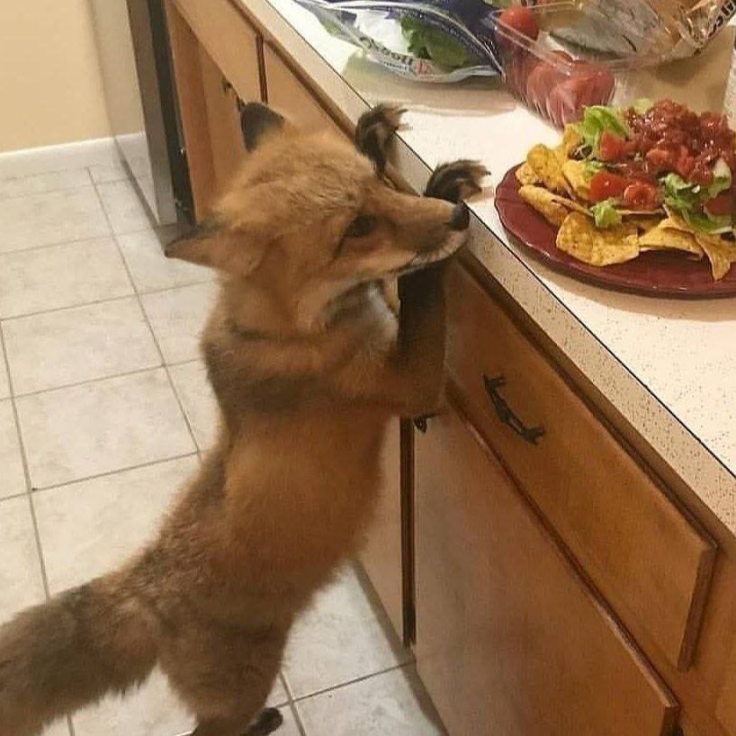 Rotfox.tv on bsky (@therotfox) on Twitter photo The foxxo wants nachos, they will screm. The foxxo wants nachos, they will screm.
