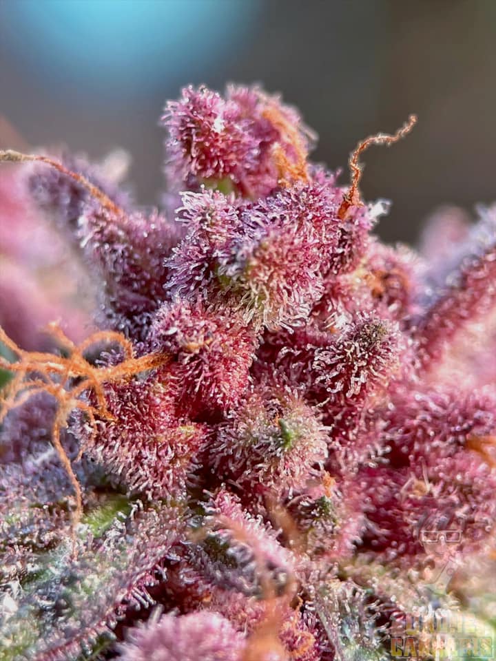 Cheap fertilizer, expensive fertilizer, not as important as the right fertilizer.

📸 Piyapong Wannaprom