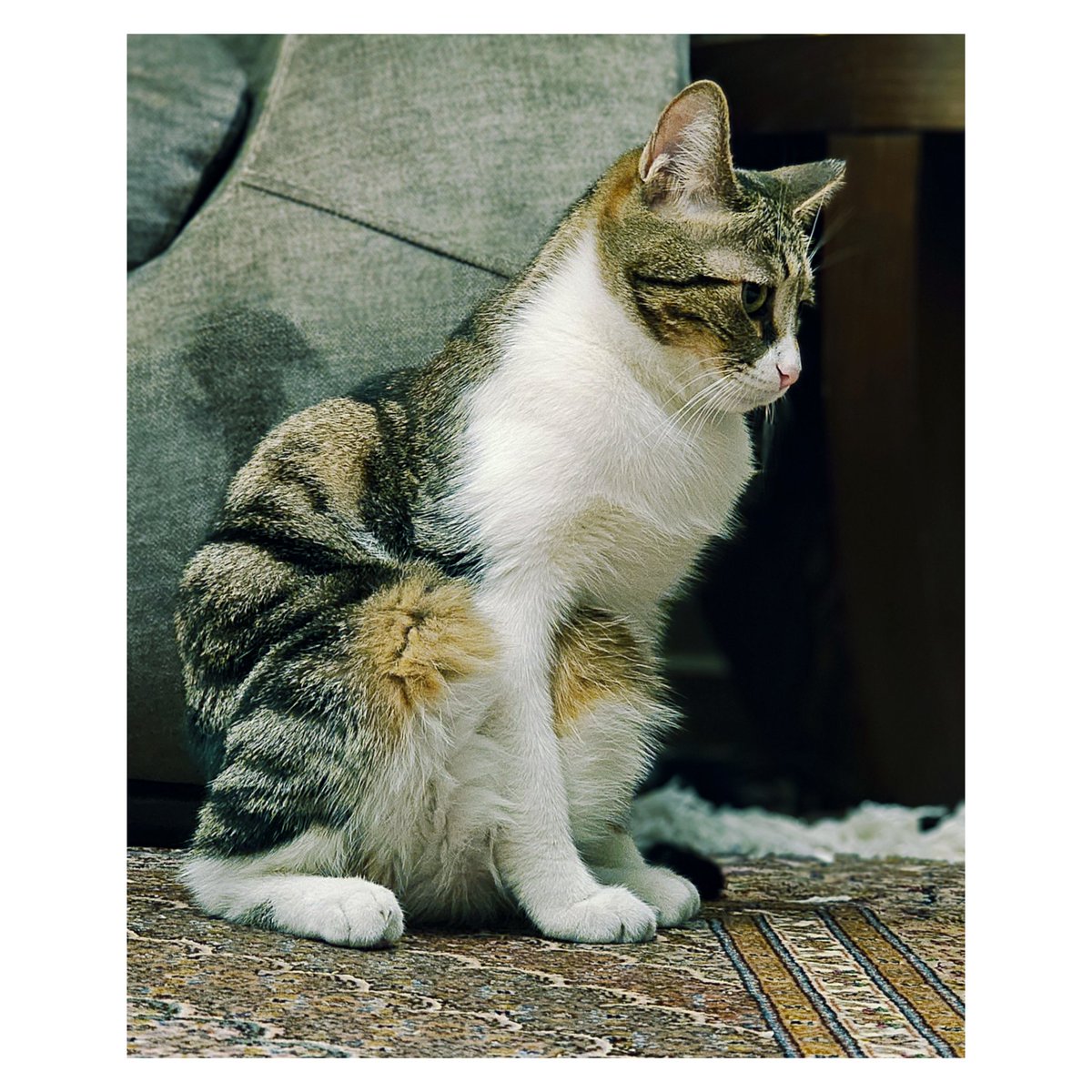 چرا می‌گفتن هاجر عروسی کرده دمب خروسی کرده؟
#سوشنگ