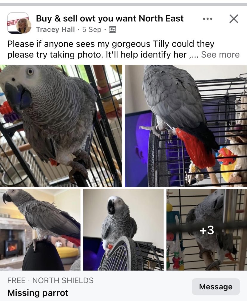 Missing Birdie please help get him home ⁦<a href="/JaneFallon/">Jane Fallon</a>⁩ <a href="/jane_kjane/">Jane Robinson</a>⁩ ⁦<a href="/rickygervais/">Ricky Gervais</a>⁩ ⁦<a href="/TowelyTowel/">Towely Towel Idriots ❤️</a>⁩