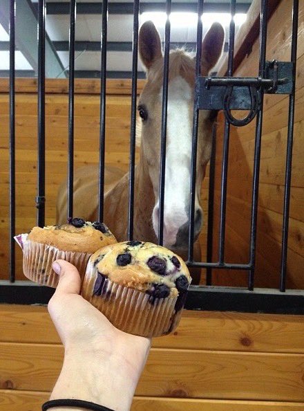 horseimage's tweet photo. horse eyeing an offering of two blueberry muffins ready to dig in and taste mouth-watering confectionery sweet treat for an evidently hungry horse https://t.co/zqQ59QzVRI