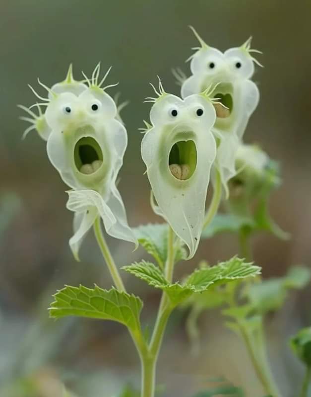 まん丸花ぶた 大阪・弁天町に2025年5月25日(日)復活オープン “豚饅茶屋「花花」(ふぁ