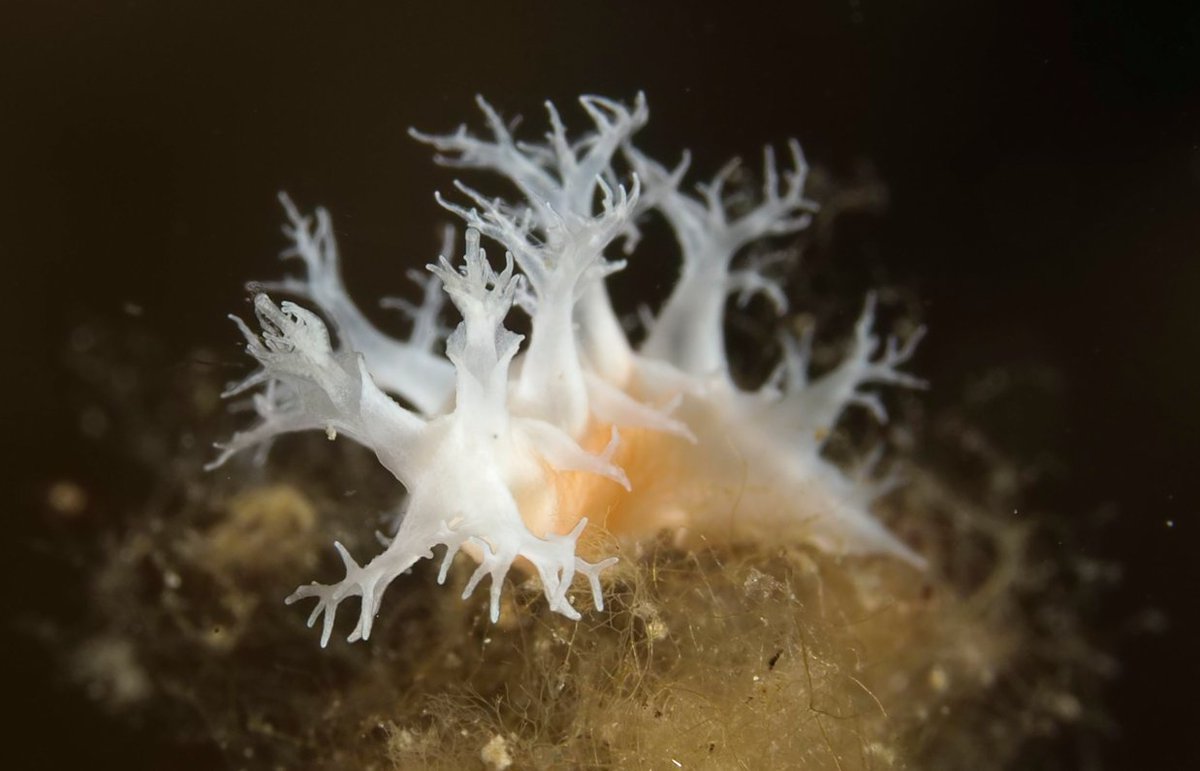 MSA (@malsocaus) on Twitter photo 🚨Last chance alert! 🚨
Today is the final day to submit your abstracts and grab early bird rates for #Molluscs2024!
Don’t miss out!
molluscs2024.com.au
Photos by <a href="/henry_carrick/">Henry Carrick</a> 🚨Last chance alert! 🚨
Today is the final day to submit your abstracts and grab early bird rates for #Molluscs2024!
Don’t miss out!
molluscs2024.com.au
Photos by <a href="/henry_carrick/">Henry Carrick</a>