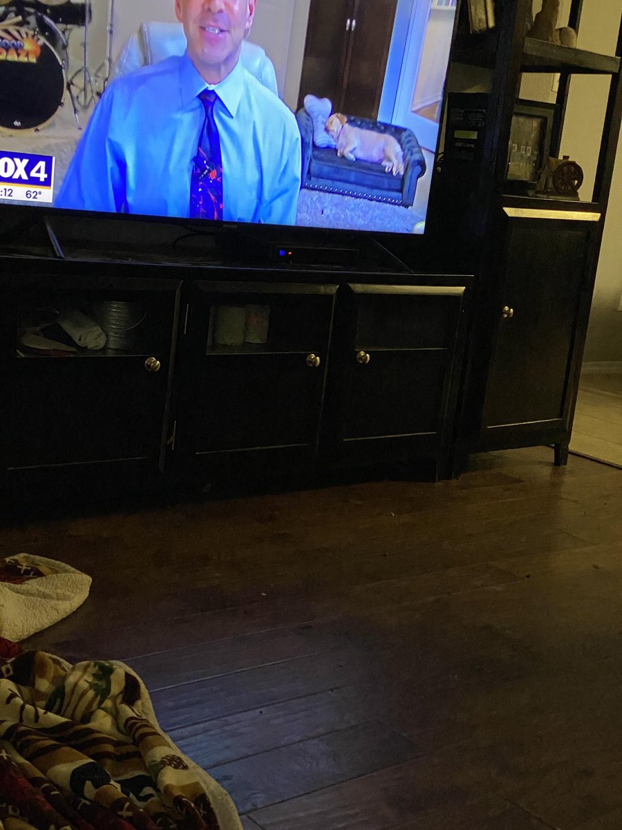 twaniimals's tweet photo. The weather man dog had a small dog couch https://t.co/u3lMMYxzuP
