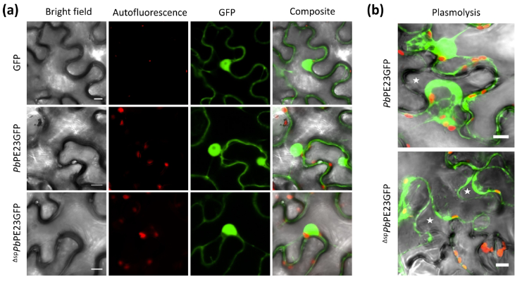 stephenmarek2's tweet photo. Plasmodiophora brassicae effector PbPE23 induces necrotic responses in both host and non-host plants | Phytopathology® https://t.co/zbCWU5QKFy https://t.co/0K63RLzonv