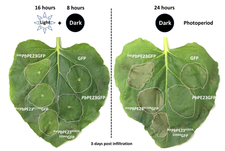 stephenmarek2's tweet photo. Plasmodiophora brassicae effector PbPE23 induces necrotic responses in both host and non-host plants | Phytopathology® https://t.co/zbCWU5QKFy https://t.co/0K63RLzonv
