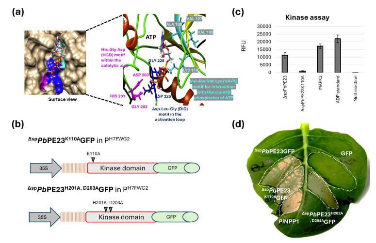stephenmarek2's tweet photo. Plasmodiophora brassicae effector PbPE23 induces necrotic responses in both host and non-host plants | Phytopathology® https://t.co/zbCWU5QKFy https://t.co/0K63RLzonv