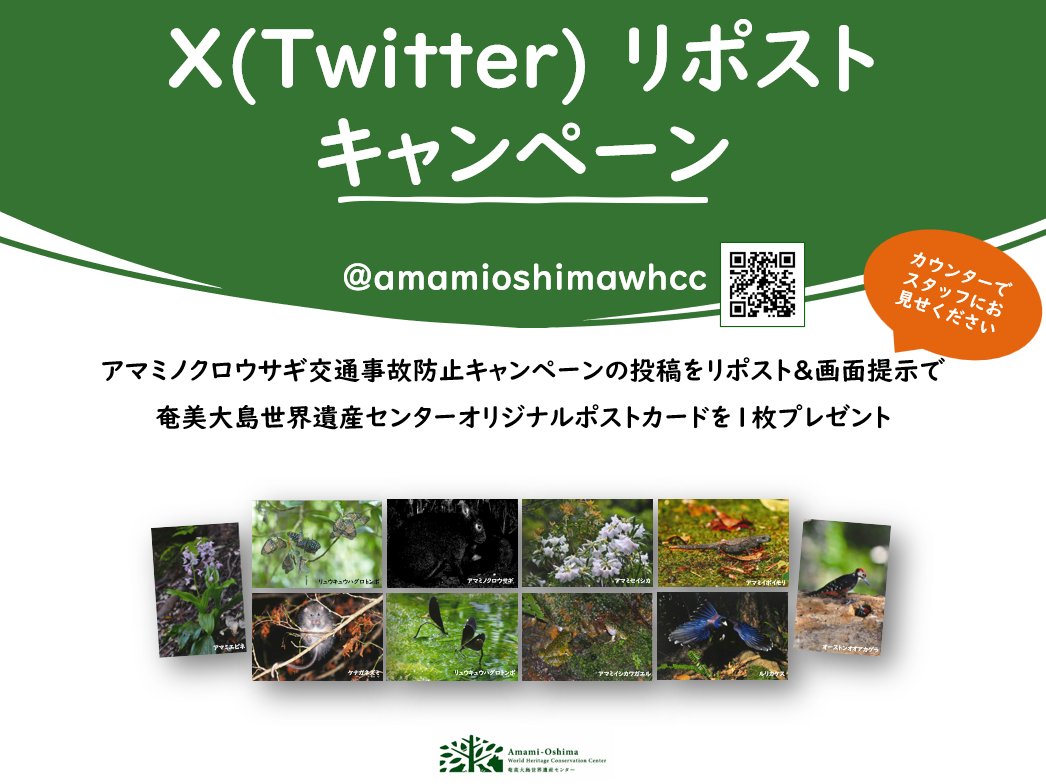 amamioshimawhcc's tweet image. アマミノクロウサギ交通事故防止キャンペーンの一環として、リポストキャンペーンを実施中！
この投稿をリポストしていただいた方へ、オリジナルポストカードを1枚プレゼント。
リポストした画面をカウンターの職員へご提示ください。
野生動物の交通事故防止に、みなさまのご協力をお願いします。