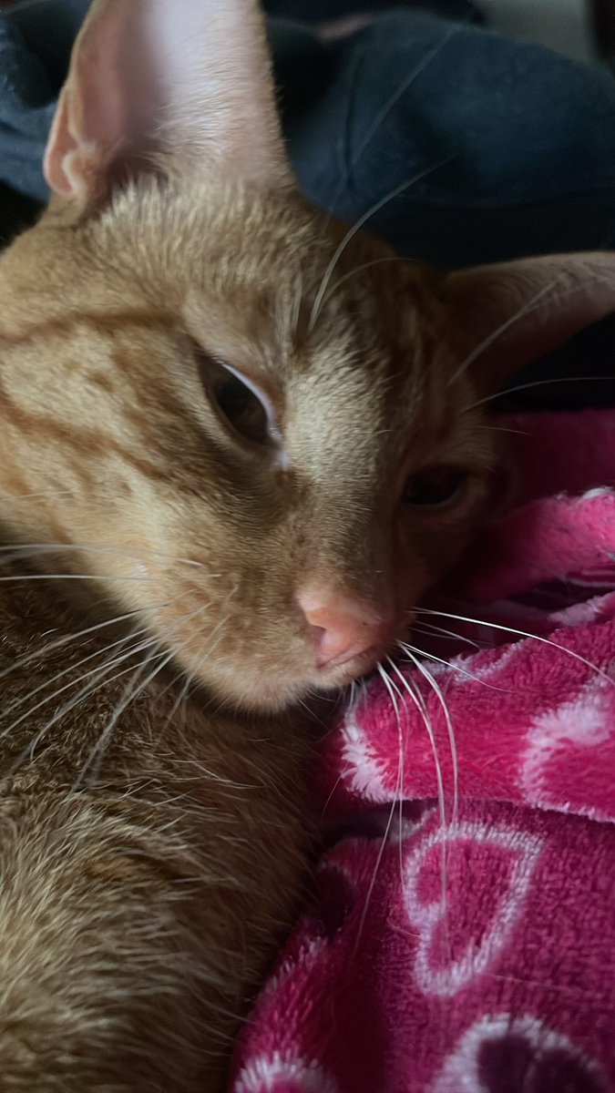 Mi naranjoso pendejo