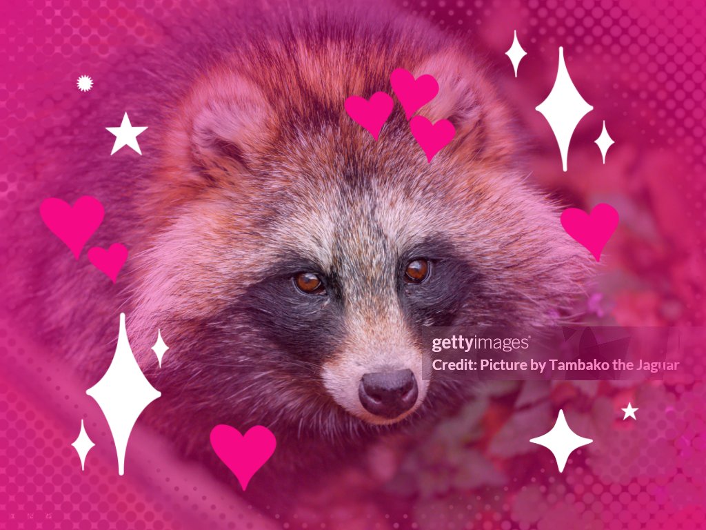 Switchbit's tweet image. hello i am online looking at
ʲᵃᵖᵃⁿᵉˢᵉ ʳᵃᶜᶜᵒᵒⁿ ᵈᵒᵍ
𝐓 𝐀 𝐍 𝐔 𝐊 𝐈
— 𝓸𝓷𝓵𝓲𝓷𝓮 —