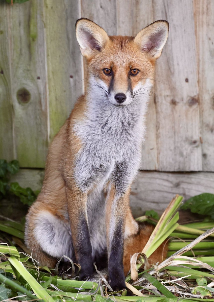 GP_wildlife's tweet image. Beautiful Fox in the garden #Fox #Foxes #foxfriday #foxinmygarden #foxkit #foxkits #foxlovers #FoxOfTheDay #Renard #urbanfox #zorro #TGIFriday