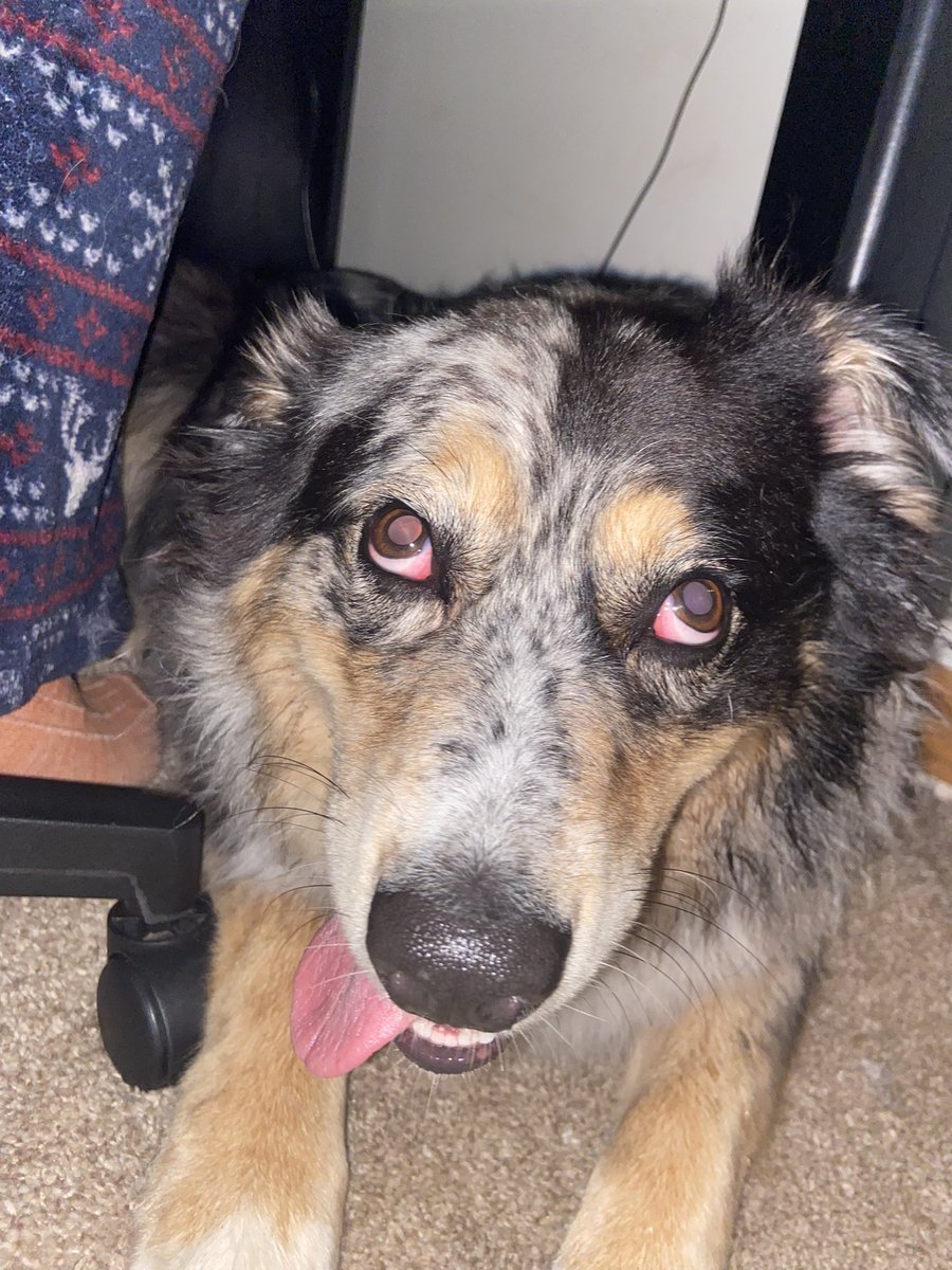 ThickyNicky2000's tweet image. My dog sees you and your food at the same time

#petlovers #puppies